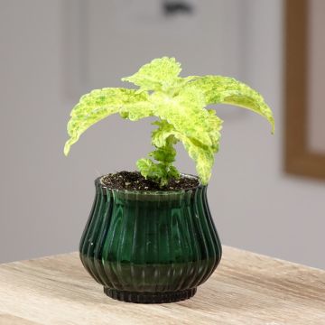 Coleus MS River Walk - Buntnessel