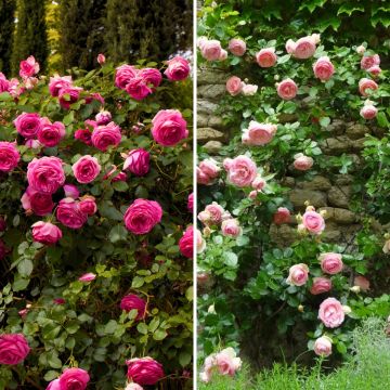 Kollektion 2 Kletterrosen in Rosa