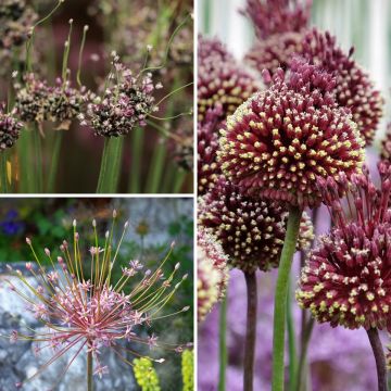 Sammlung von seltsamen Alliums