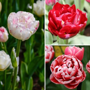 Tulpen-Kollektion Lipstick
