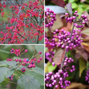 Sammlung von Sträuchern mit dekorativen Früchten