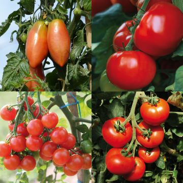 Kollektion von 4 Hybrid-F1-Tomaten