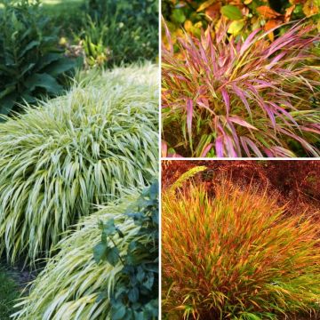 Hakonechloa-Kollektion - Japangras-Kollektion