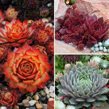 Hauswurzen-Kollektion - Sempervivum