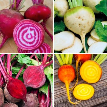 Bio-Sammlung von 4 bunten Rüben