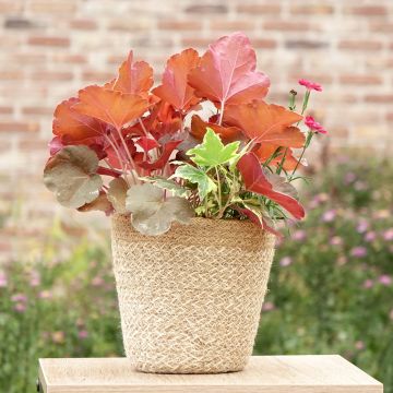 Lucky Charm Zusammensetzung - eine Zusammensetzung aus 3 Pflanzen