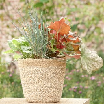 Sunkissed-Komposition - eine Zusammenstellung aus 4 Pflanzen