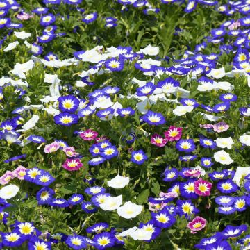 Convolvulus tricolor (Samen) - Prachtwinde