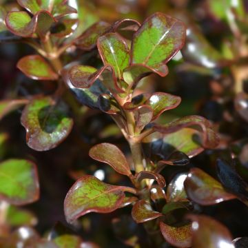 Coprosma Chocolate Soldier