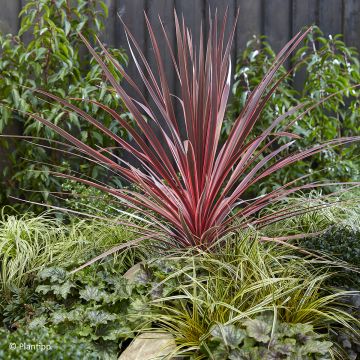 Cordyline australis Charlie boy - Keulenlilie