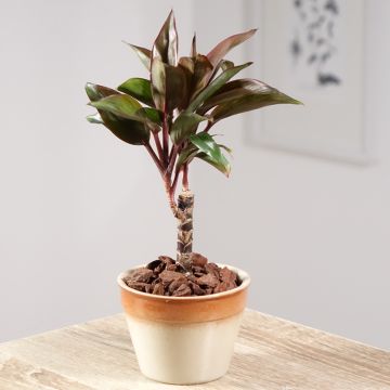 Cordyline fructicosa Purple Compacta - Keulenlilie