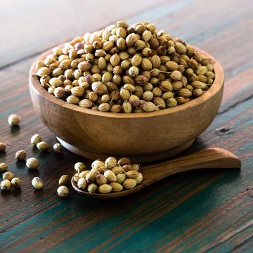 Koriander mit feinen Samen