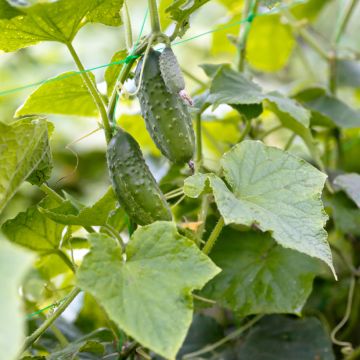 Einlegegurke Vert Petit de Paris BIO (Samen)