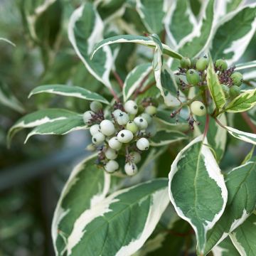 Cornus alba Elegantissima - Tatarischer Hartriegel