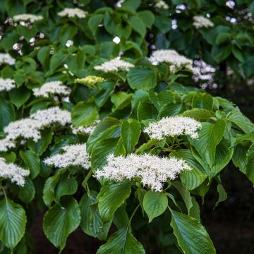Benthams Hartriegel - Cornus controversa
