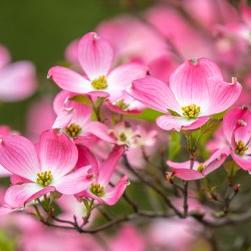 Amerikanischer Blumen-Hartriegel Cherokee Chief - Cornus florida