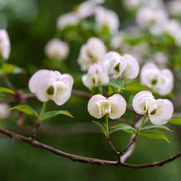 Cornus florida Cloud Nine - Cornouiller à fleurs d'Amérique.