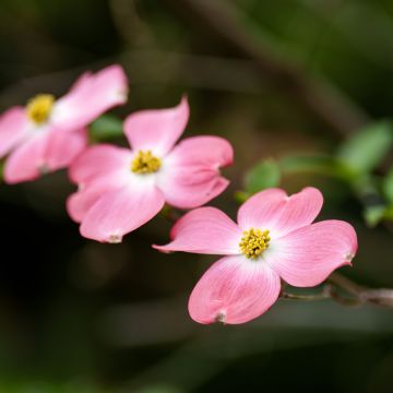 Amerikanischer Blumen-Hartriegel Rubra - Cornus florida