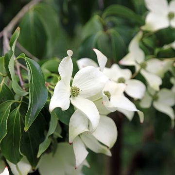 Cornus kousa Blue Shadow - Cornouiller du Japon