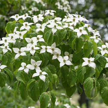 Japanischer Blumen-Hartriegel Chinensis - Cornus kousa