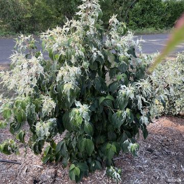 Cornus kousa Cappucino® - Cornouiller du Japon