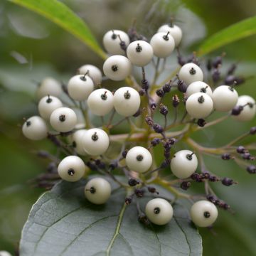 Seidige Hartriegel Baileyi - Cornus sericea
