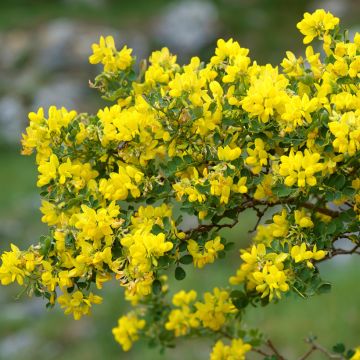 Coronilla valentina subsp. glauca - Blaugrüne Kronwicke