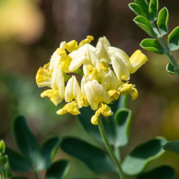 Coronilla valentina subsp. glauca Citrina - Blaugrüne Kronwicke