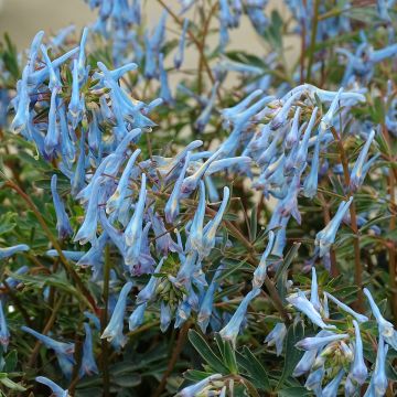 Corydalis flexuosa Porcelain Blue - Gebogener Lerchensporn