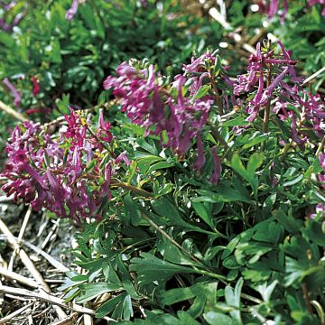Corydalis pumila - Zwerg-Lerchensporn