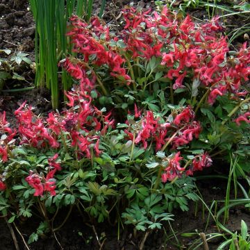 Corydalis solida Firebird - Gefingerter Lerchensporn