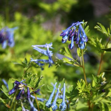 Corydalis elata Blue Summit - Hoher Lerchensporn