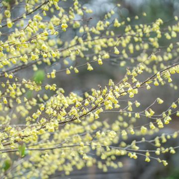 Corylopsis pauciflora - Scheinhasel