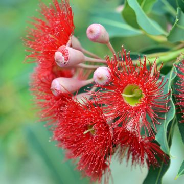 Corymbia ficifolia - Scharlach-Eucalyptus