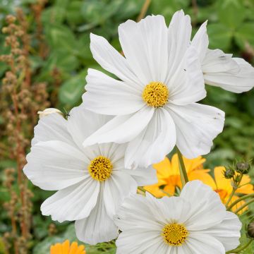 Schmuckkörbchen Sonata White - Cosmos