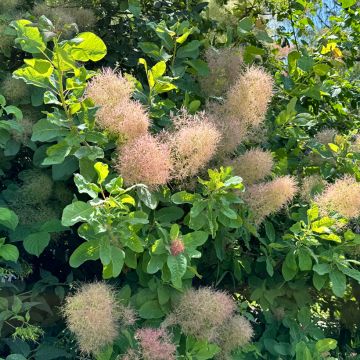 Perückenstrauch - Cotinus coggygria