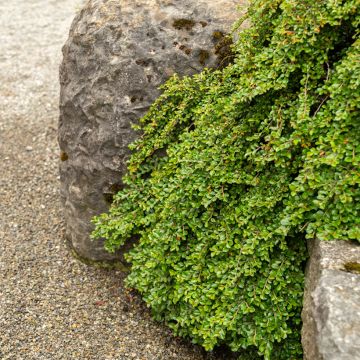 Cotoneaster adpressus - Zwergmispel
