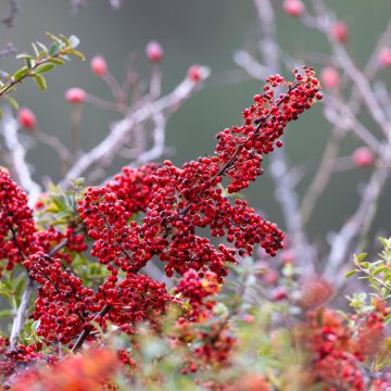 Cotoneaster dammeri - Teppich-Zwergmispel