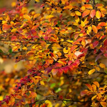 Cotoneaster lucidus - Zwergmispel