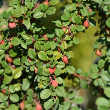Cotoneaster procumbens Streibs Findling - Teppich-Zwergmispel