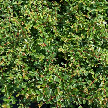 Cotoneaster suecicus Skogholm - Zwergmispel