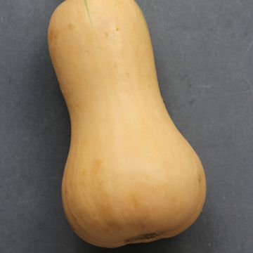 Courge Butternut Hunter F1