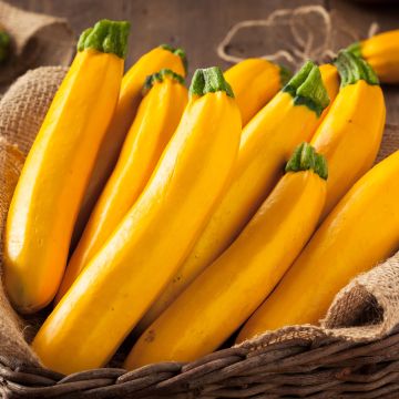 Garten-Kürbis hybride Lingodor