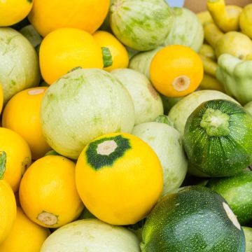 Garten-Kürbis Tricolour F1