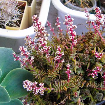 Crassula capitella - Dickblatt
