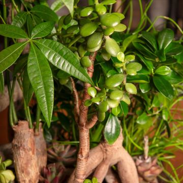 Crassula ovata - Geldbaum