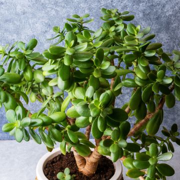 Crassula ovata - Geldbaum