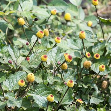 Parakresse - Spilanthes oleracea