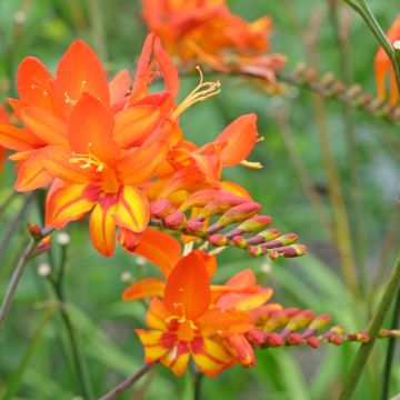 Montbretie Scorchio - Crocosmia