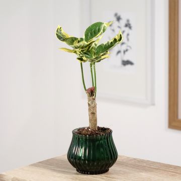 Kroton Tamara -  Wunderstrauch